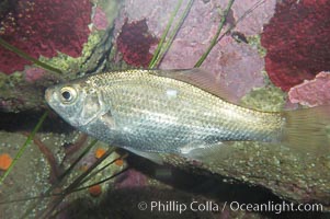 Spotfin surfperch, Hyperprosopon anale