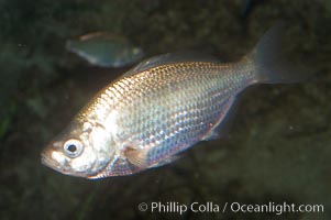 Spotfin surfperch, Hyperprosopon anale