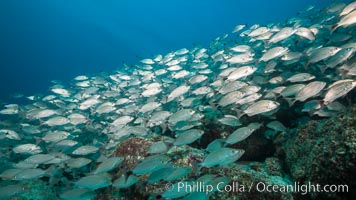 Spottail grunt fish schooling, Isla San Francisquito, Sea of Cortez