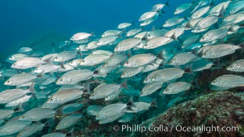 Spottail grunt fish schooling, Isla San Francisquito, Sea of Cortez