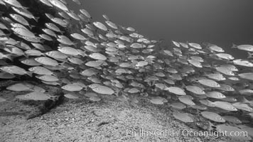 Spottail grunt fish schooling, Isla San Francisquito, Sea of Cortez. Baja California, Mexico, natural history stock photograph, photo id 33634