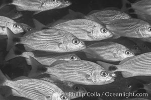 Spottail grunt fish schooling, Isla San Francisquito, Sea of Cortez