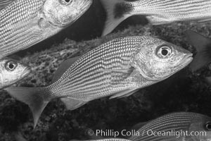 Spottail grunt fish schooling, Isla San Francisquito, Sea of Cortez. Baja California, Mexico, natural history stock photograph, photo id 33651