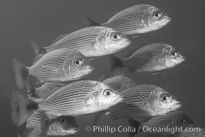 Spottail grunt fish schooling, Isla San Francisquito, Sea of Cortez