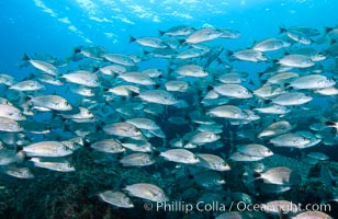 Spottail grunt fish schooling, Isla San Francisquito, Sea of Cortez