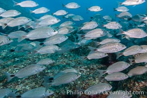 Spottail grunt fish schooling, Isla San Francisquito, Sea of Cortez