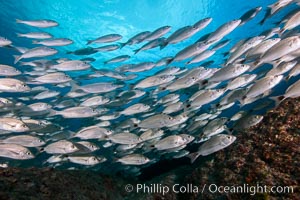 Spottail grunt fish schooling, Isla San Francisquito, Sea of Cortez