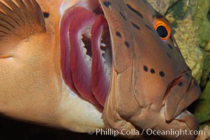 Spotted coralgrouper exposes its gills in order to be cleaned by cleaner wrasse (not in frame), Plectropomus maculatus