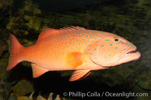 Spotted coralgrouper, Plectropomus maculatus