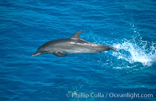 Atlantic spotted dolphin, Stenella frontalis