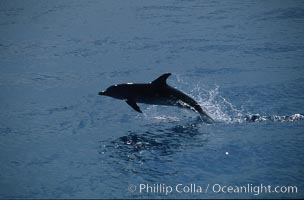Atlantic spotted dolphin. Bahamas, Stenella frontalis, natural history stock photograph, photo id 00681