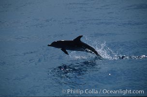 Atlantic spotted dolphin, Stenella frontalis