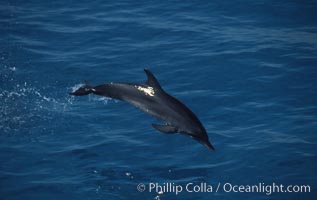 Atlantic spotted dolphin, Stenella frontalis