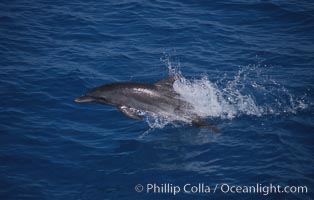 Atlantic spotted dolphin, Stenella frontalis