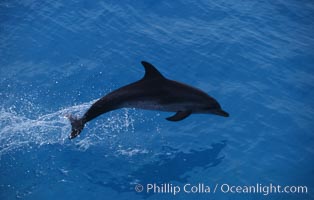 Atlantic spotted dolphin, Stenella frontalis