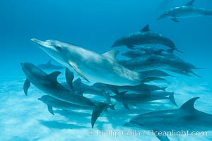 Atlantic spotted dolphin. Bahamas, Stenella frontalis, natural history stock photograph, photo id 00001