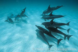 Atlantic spotted dolphin, socializing group, Bahamas. Stenella frontalis.