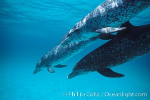 Atlantic spotted dolphin, Stenella frontalis