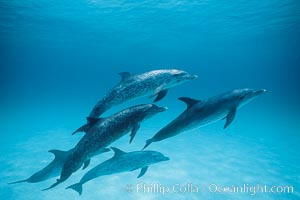 Atlantic spotted dolphin, Stenella frontalis