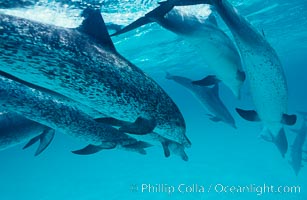 Atlantic spotted dolphin, Stenella frontalis