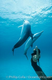 Atlantic spotted dolphin with Olympic swimmer Mikako Kotani, Bahamas. Stenella frontalis.