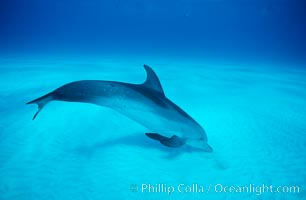 Atlantic spotted dolphin, Stenella frontalis