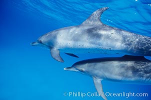 Atlantic spotted dolphin. Bahamas, Stenella frontalis, natural history stock photograph, photo id 00677