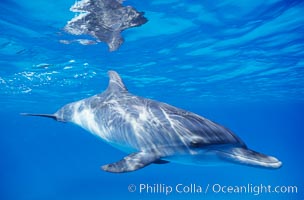 Atlantic spotted dolphin, juvenile, Stenella frontalis