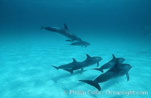 Atlantic spotted dolphin, Stenella frontalis