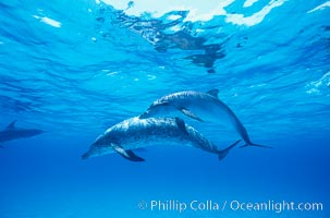 Atlantic spotted dolphin, Stenella frontalis