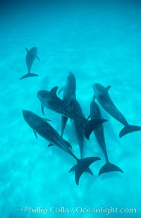 Atlantic spotted dolphin, Stenella frontalis