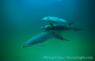 Atlantic spotted dolphin, Stenella frontalis