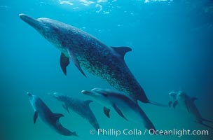 Atlantic spotted dolphin, Stenella frontalis