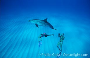 Atlantic spotted dolphin, swimmer Mikako Kotani, videographer Harrison Stubbs, Stenella frontalis