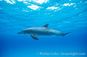 Atlantic spotted dolphin, Stenella frontalis