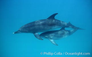 Atlantic spotted dolphin, Stenella frontalis