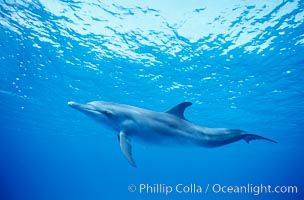 Atlantic spotted dolphin, Stenella frontalis