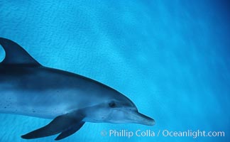 Atlantic spotted dolphin. Bahamas, Stenella frontalis, natural history stock photograph, photo id 04897