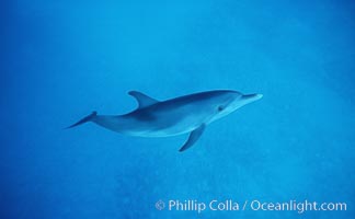 Atlantic spotted dolphin, Stenella frontalis