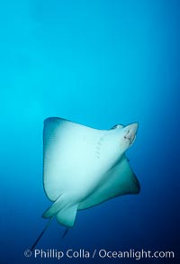 Spotted eagle ray, Aetobatus narinari