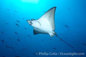 Spotted eagle ray, Aetobatus narinari, Wolf Island