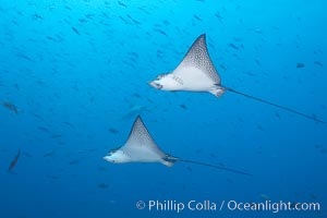 Spotted eagle rays, Aetobatus narinari, Wolf Island