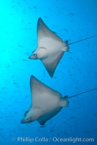 Spotted eagle rays, Aetobatus narinari, Wolf Island