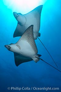 Spotted eagle rays, Aetobatus narinari, Wolf Island