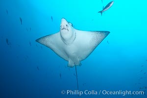 Spotted eagle ray, Aetobatus narinari, Wolf Island