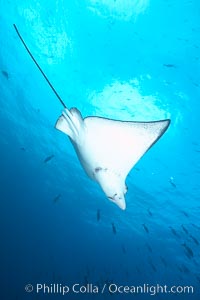 Spotted eagle ray, Aetobatus narinari, Wolf Island