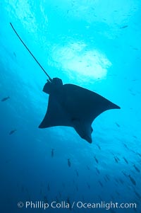 Spotted eagle ray, Aetobatus narinari, Wolf Island