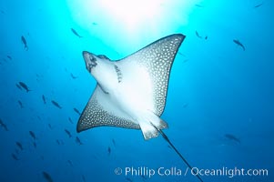 Spotted eagle ray, Aetobatus narinari, Wolf Island