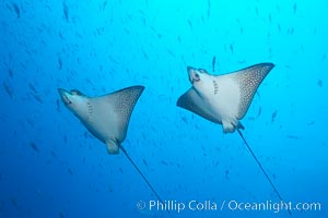 Spotted eagle rays, Aetobatus narinari, Wolf Island