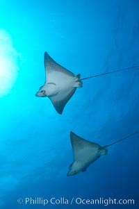 Spotted eagle rays, Aetobatus narinari, Wolf Island